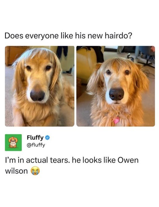 Does everyone like his new hairdo? Fluffy ❤ @fluffy I'm in actual tears. he looks like Owen wilson