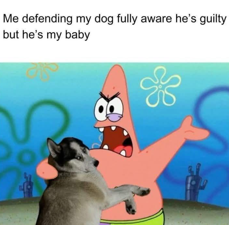 Me defending my dog fully aware he's guilty but he's my baby