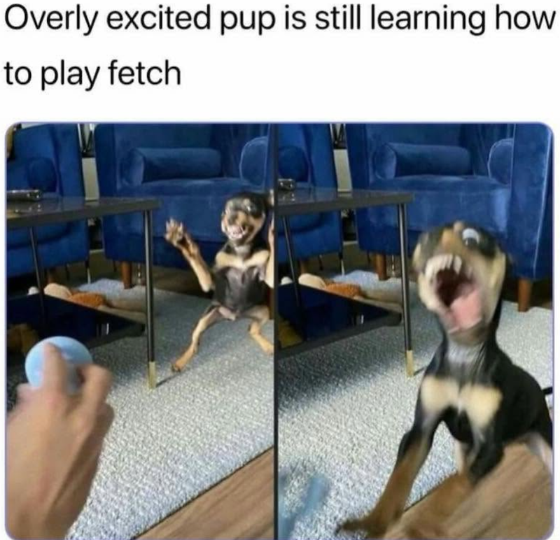 Overly excited pup is still learning how to play fetch
