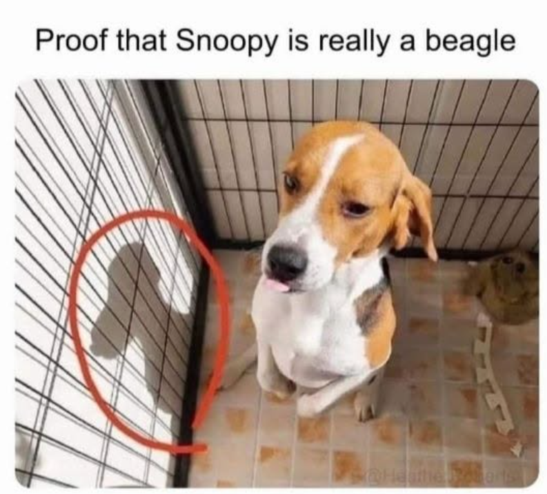 Proof that Snoopy is really a beagle