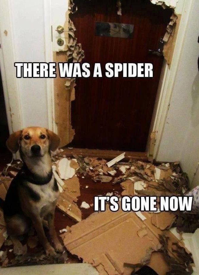 THERE WAS A SPIDER IT'S GONE NOW