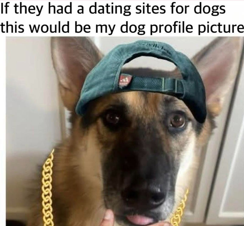 If they had a dating sites for dogs this would be my dog profile picture 33340