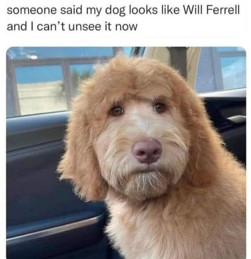 someone said my dog looks like Will Ferrell and I can't unsee it now