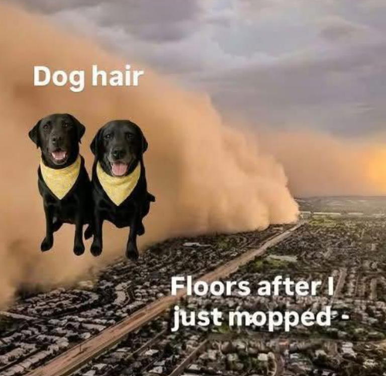 Dog hair Floors after I just mopped-