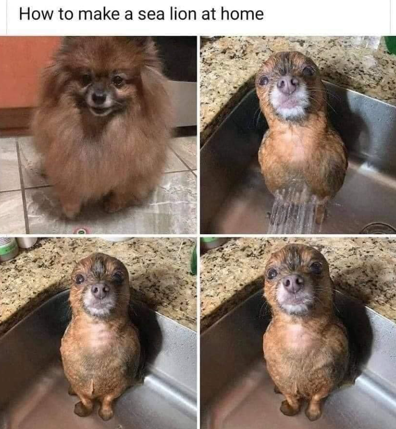 How to make a sea lion at home