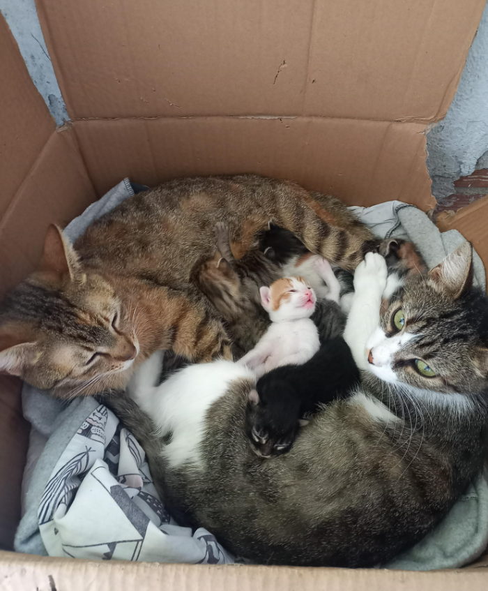 Cheezburger Image 10667785984