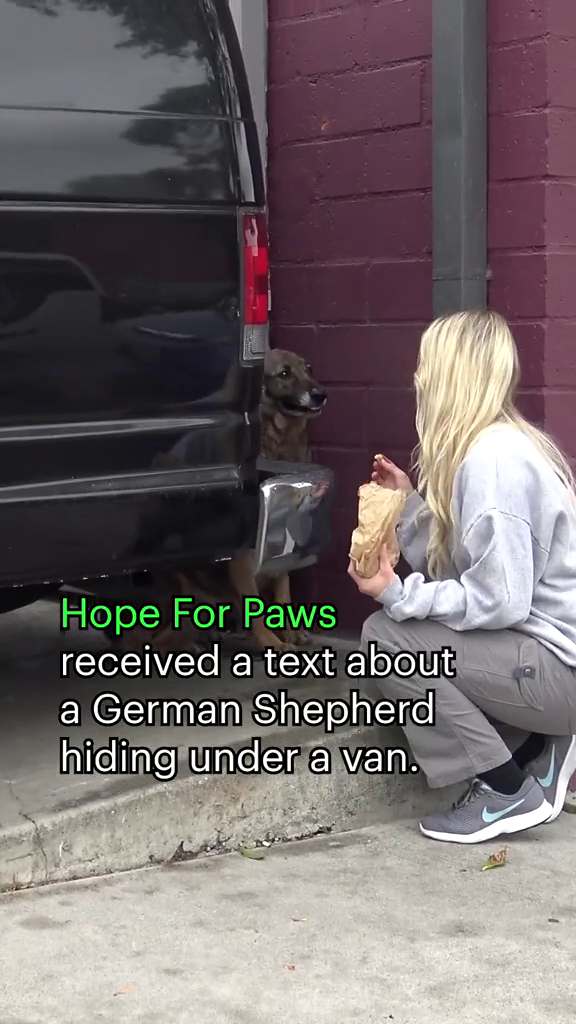 Hope For Paws received a text about a German Shepherd hiding under a van.