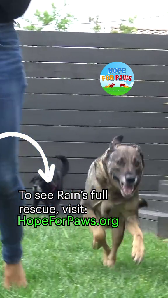HOPE FOR PAWS To see Rain's full rescue, visit: HopeForPaws.org