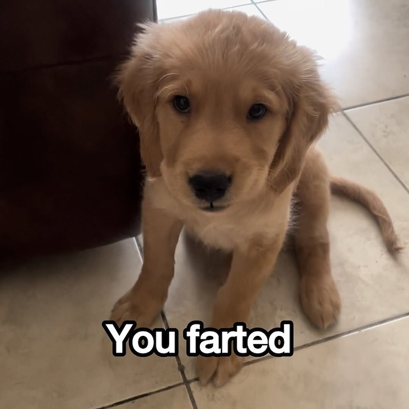 You farted