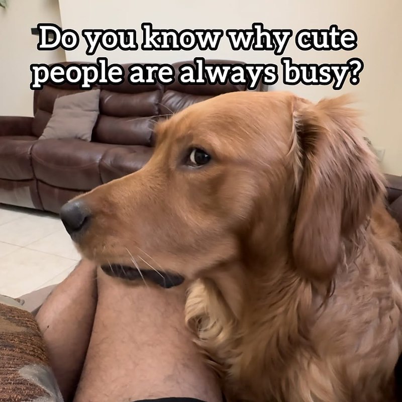 Do you know why cute people are always busy?
