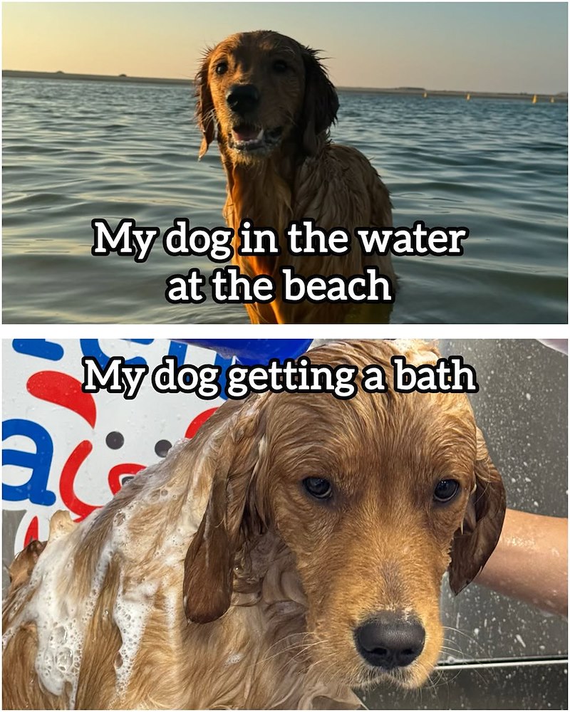 My dog in the water at the beach My dog getting a bath ac