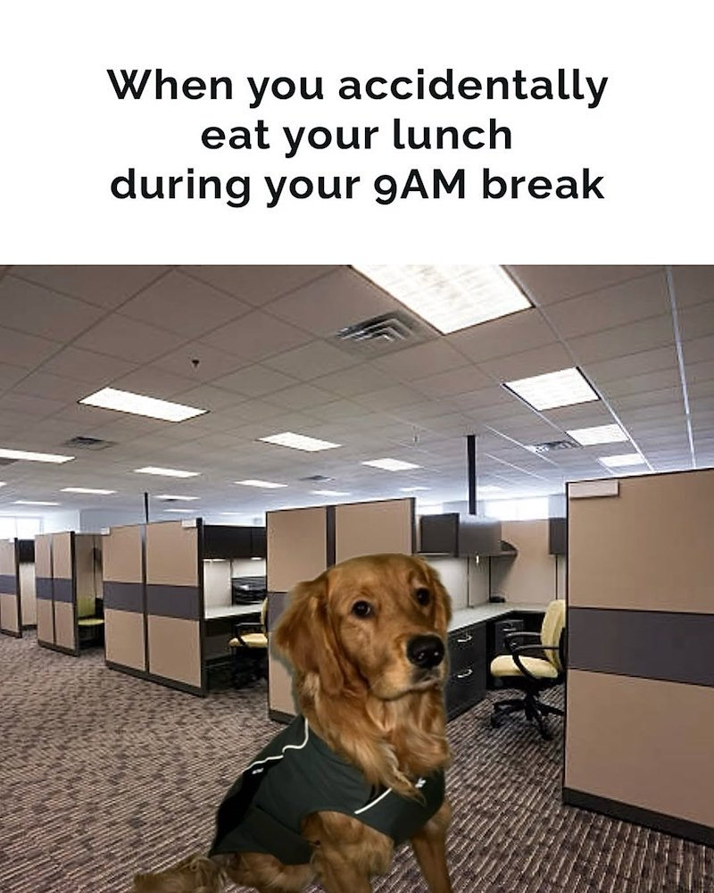 When you accidentally eat your lunch during your 9AM break