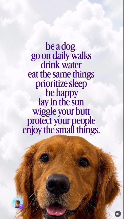 be a dog. go on daily walks drink water eat the same things prioritize sleep be happy lay in the sun wiggle your butt protect your people enjoy the small things.