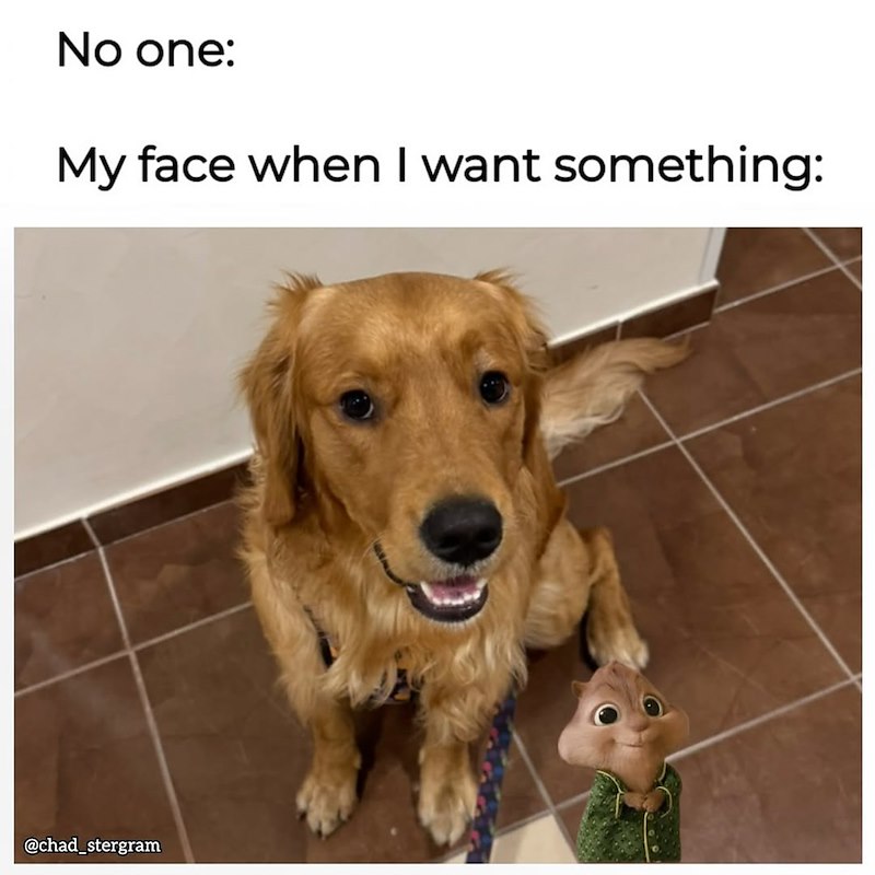 No one: My face when I want something: @chad_stergram