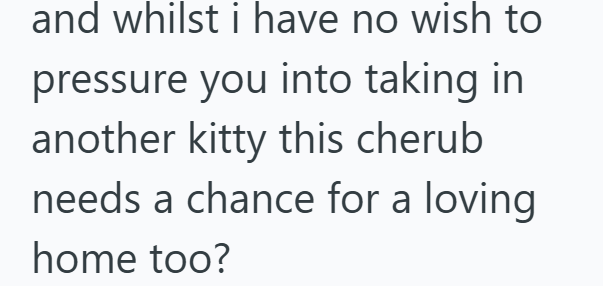 and whilst i have no wish to pressure you into taking in another kitty this cherub needs a chance for a loving home too?