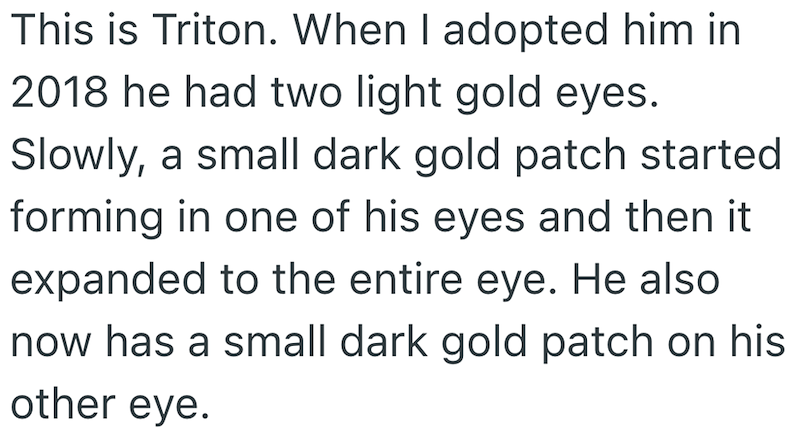 This is Triton. When I adopted him in 2018 he had two light gold eyes. Slowly, a small dark gold patch started forming in one of his eyes and then it expanded to the entire eye. He also now has a small dark gold patch on his other eye.