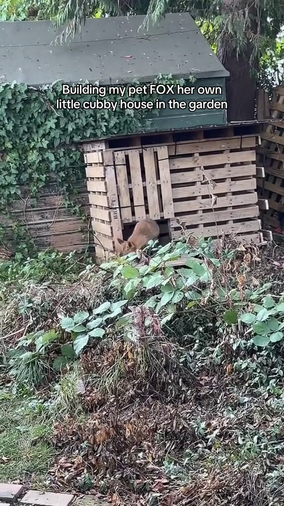 Building my pet FOX her own little cubby house in the garden