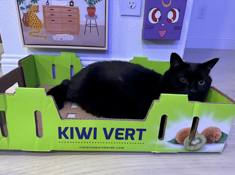 KIWI VERT cataniaworldwide.com