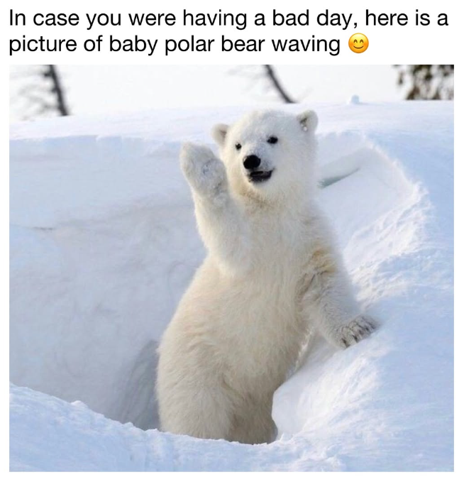 In case you were having a bad day, here is a picture of baby polar bear waving 30%