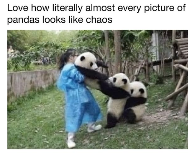 Love how literally almost every picture of pandas looks like chaos