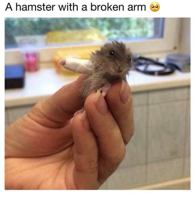 A hamster with a broken arm