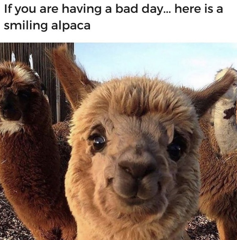 If you are having a bad day... here is a smiling alpaca