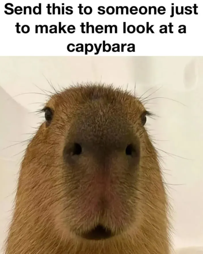 Send this to someone just to make them look at a capybara
