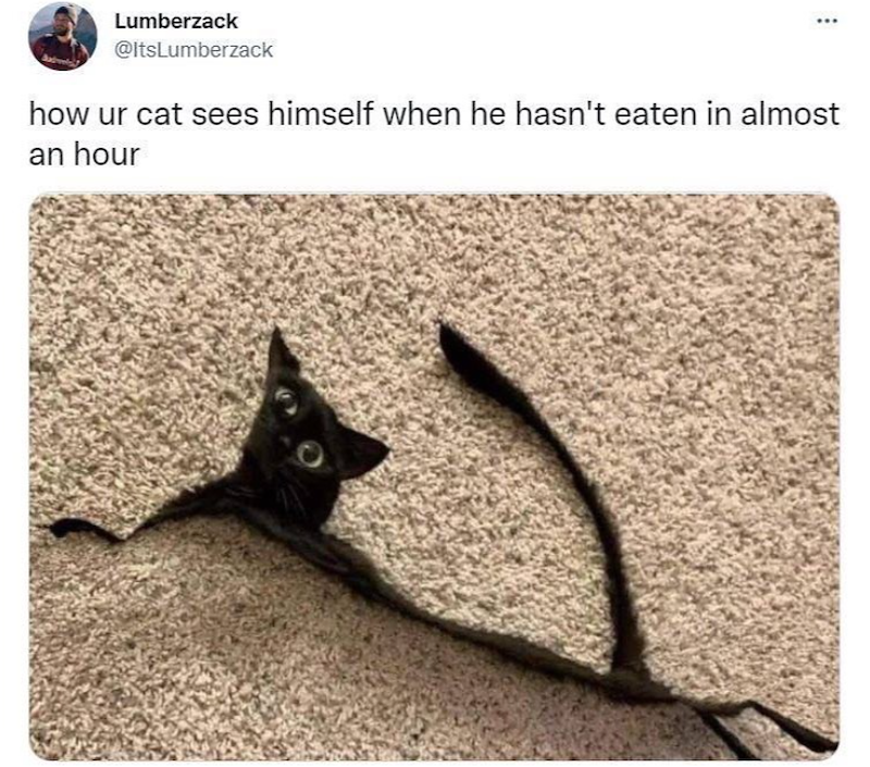 Lumberzack @ItsLumberzack how ur cat sees himself when he hasn't eaten in almost an hour