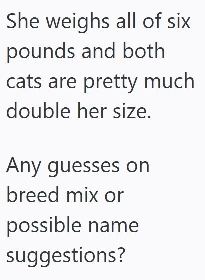 She weighs all of six pounds and both cats are pretty much double her size. Any guesses on breed mix or possible name suggestions?