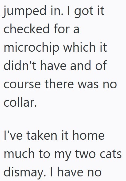 jumped in. I got it checked for a microchip which it didn't have and of course there was no collar. I've taken it home much to my two cats dismay. I have no