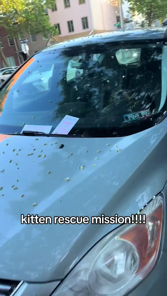 kitten rescue mission!!!! 2525