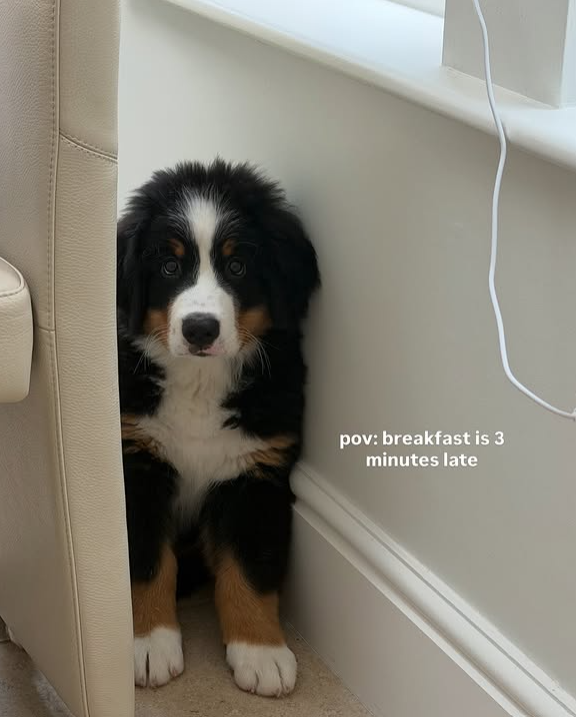 pov: breakfast is 3 minutes late