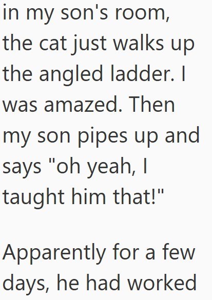 in my son's room, the cat just walks up the angled ladder. I was amazed. Then my son pipes up and says "oh yeah, I taught him that!" Apparently for a few days, he had worked