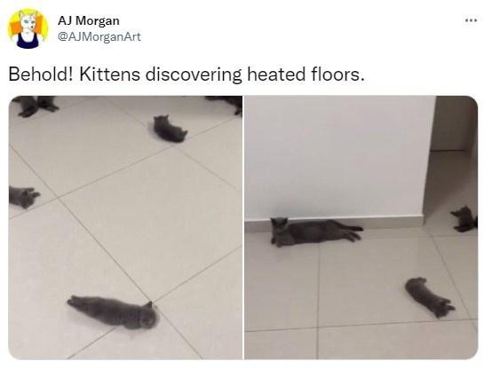AJ Morgan @AJMorganArt Behold! Kittens discovering heated floors. ***