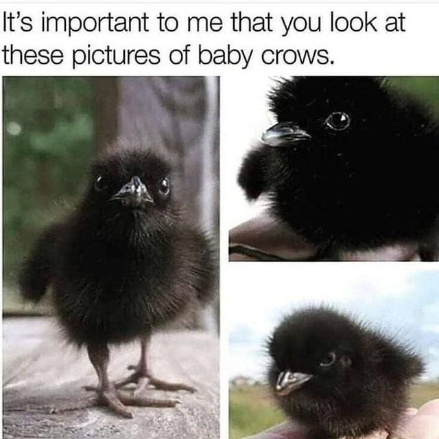 It's important to me that you look at these pictures of baby crows.