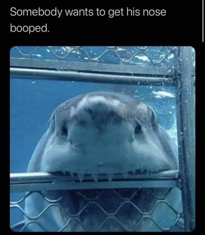 Somebody wants to get his nose booped.
