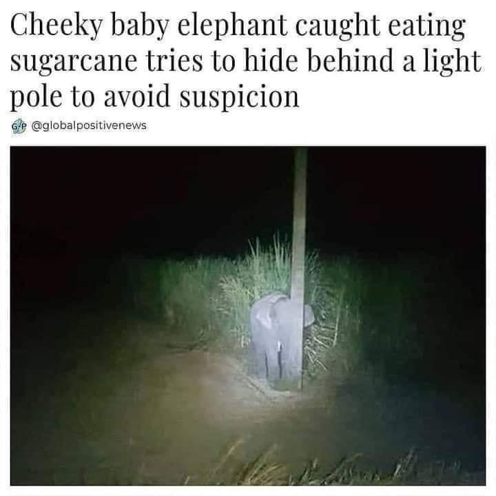 Cheeky baby elephant caught eating sugarcane tries to hide behind a light pole to avoid suspicion Ge@globalpositivenews