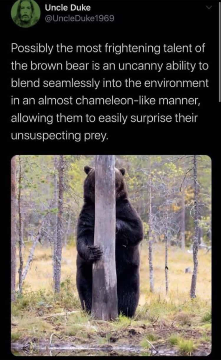 Uncle Duke @UncleDuke1969 Possibly the most frightening talent of the brown bear is an uncanny ability to blend seamlessly into the environment in an almost chameleon-like manner, allowing them to easily surprise their unsuspecting prey.