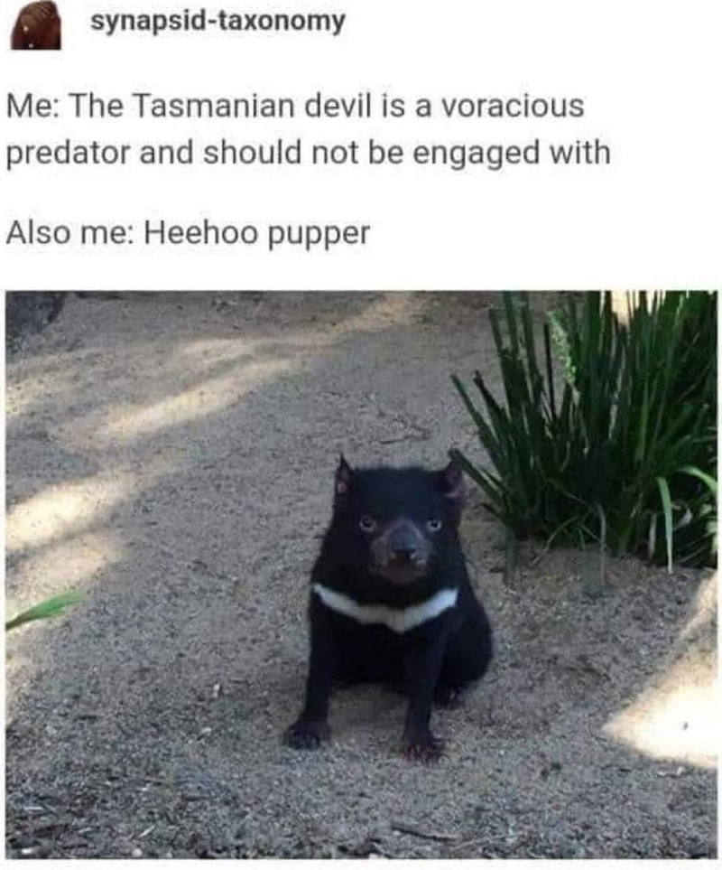 synapsid-taxonomy Me: The Tasmanian devil is a voracious predator and should not be engaged with Also me: Heehoo pupper