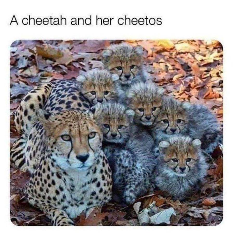 A cheetah and her cheetos
