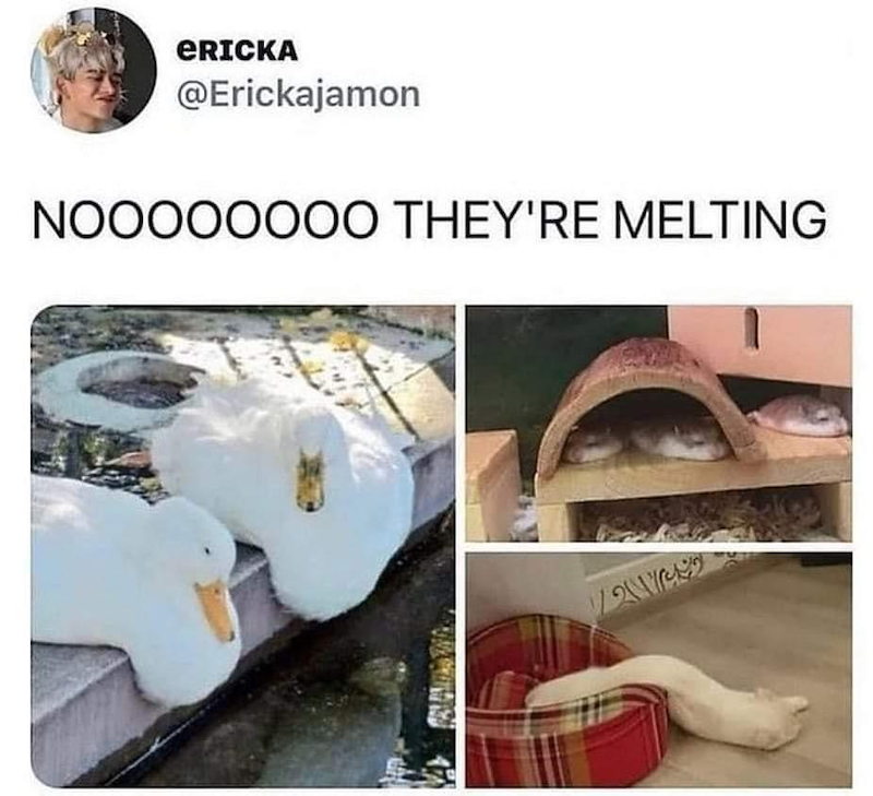 ERICKA @Erickajamon NOOOOOOOO THEY'RE MELTING