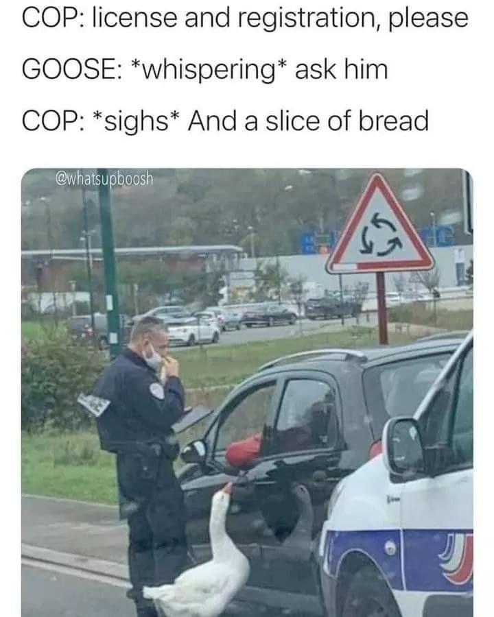 COP: license and registration, please GOOSE: *whispering* ask him COP: *sighs* And a slice of bread @whatsupboosh