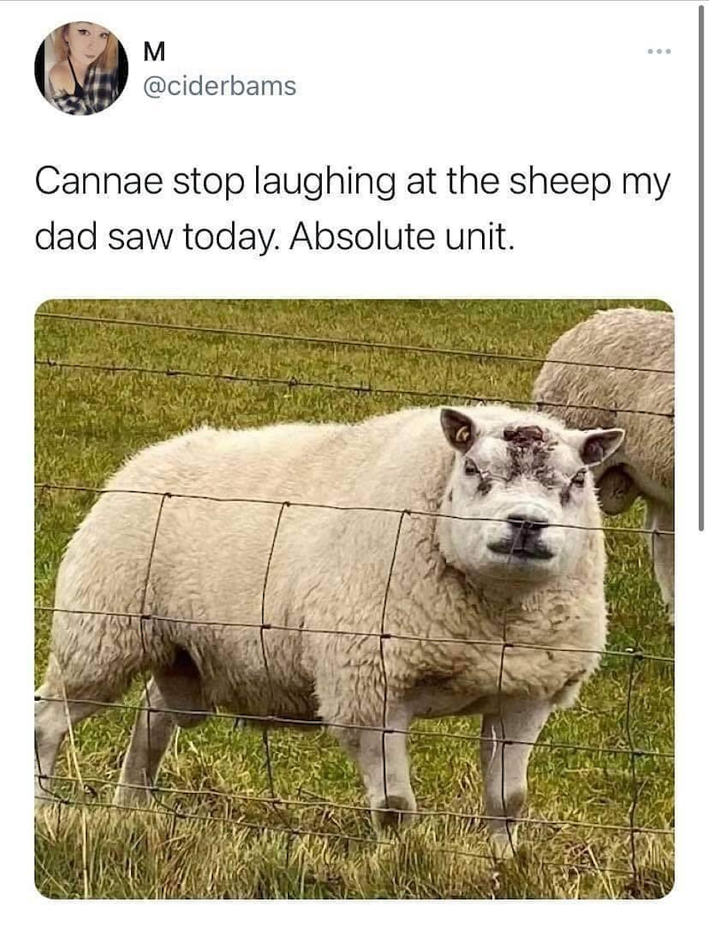 M @ciderbams Cannae stop laughing at the sheep my dad saw today. Absolute unit.