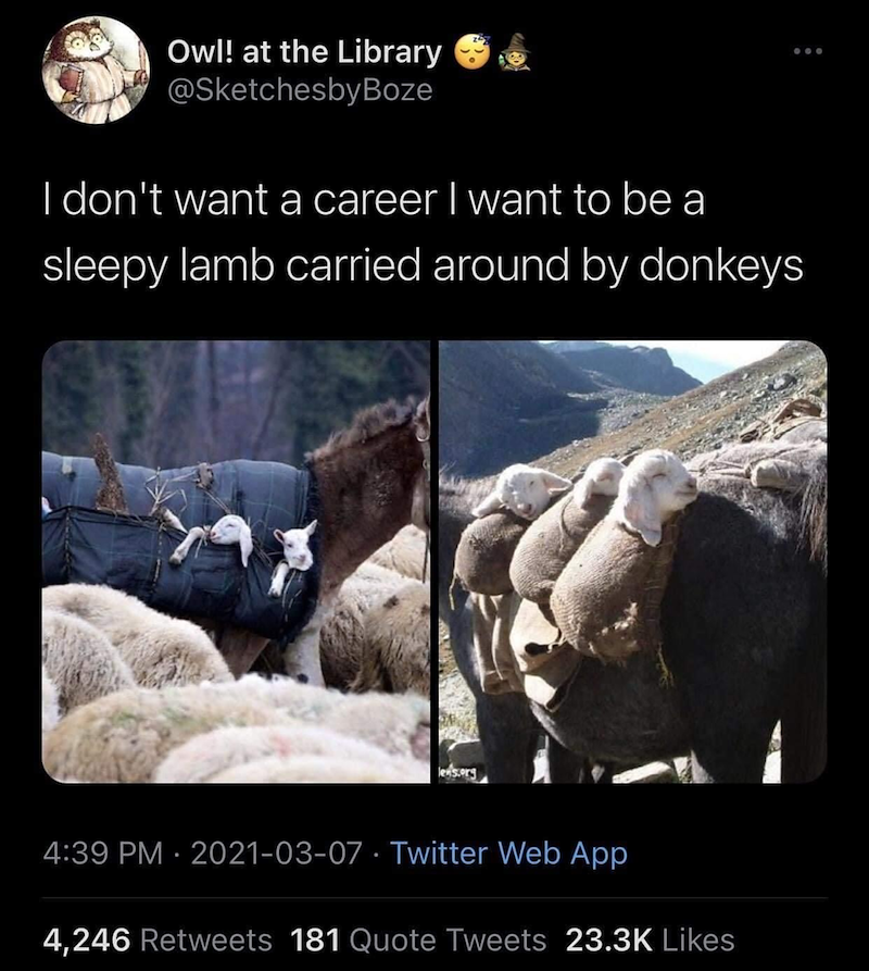 Owl! at the Library @SketchesbyBoze I don't want a career I want to be a sleepy lamb carried around by donkeys 4:39 PM - 2021-03-07 - Twitter Web App 4,246 Retweets 181 Quote Tweets 23.3K Likes