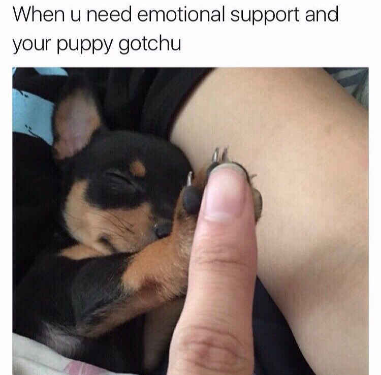 When u need emotional support and your puppy gotchu