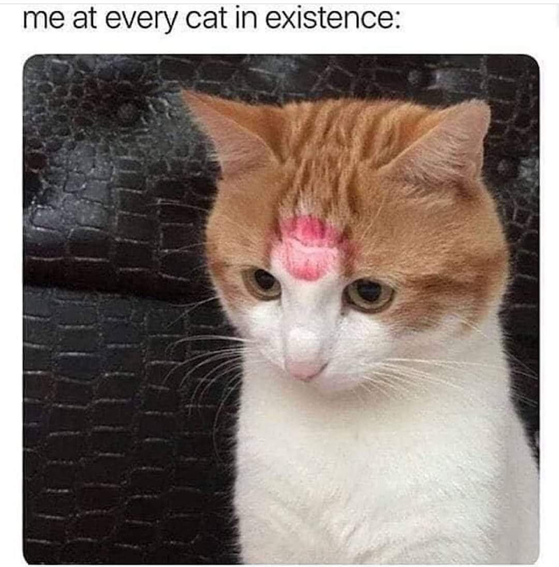me at every cat in existence: