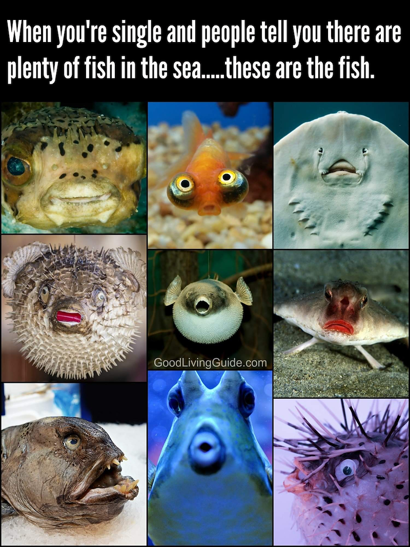 When you're single and people tell you there are plenty of fish in the sea.....these are the fish. Good LivingGuide.com