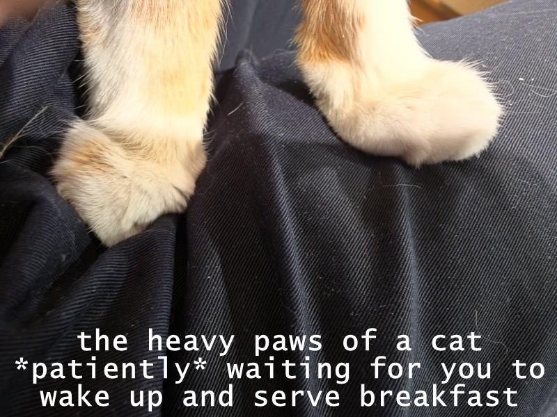 the heavy paws of a cat *patiently* waiting for you to wake up and serve breakfast