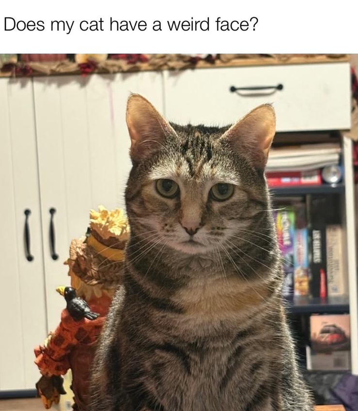 Does my cat have a weird face? TROUBLE