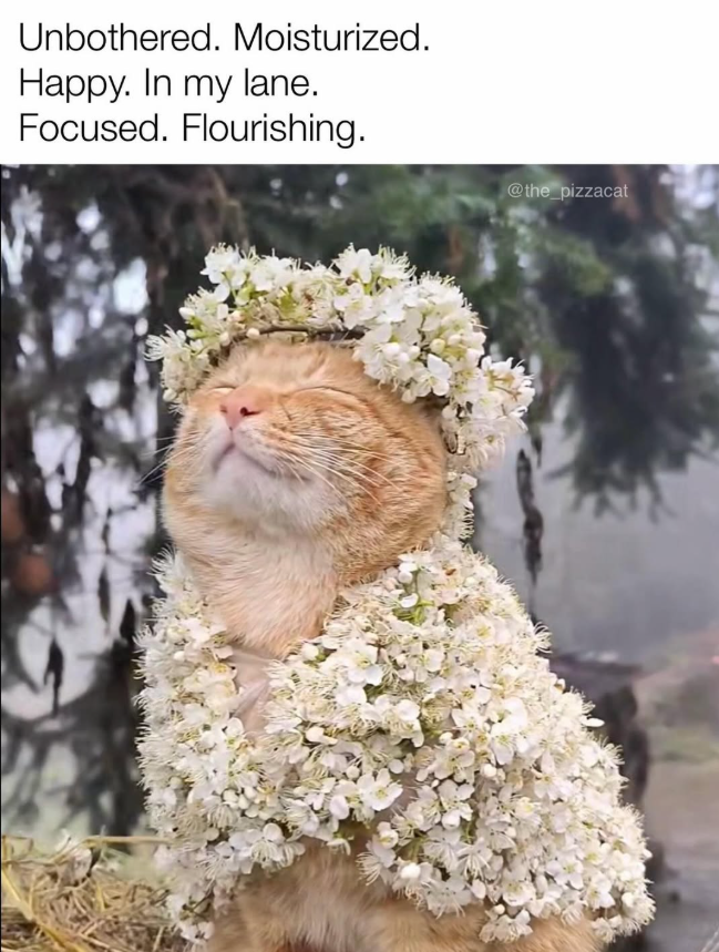 Unbothered. Moisturized. Happy. In my lane. Focused. Flourishing. @the_pizzacat